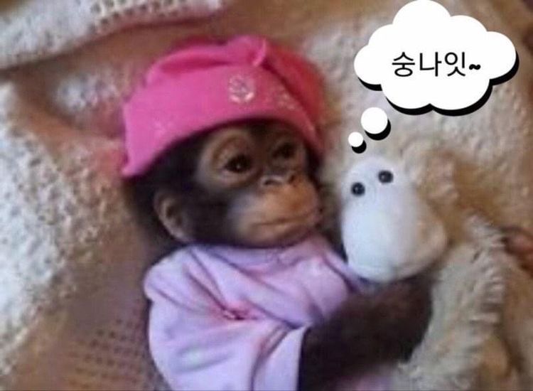 허니쿨쿨 이미지
