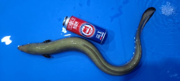 중앙탑민물 이미지