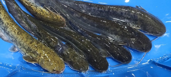 중앙탑민물 이미지