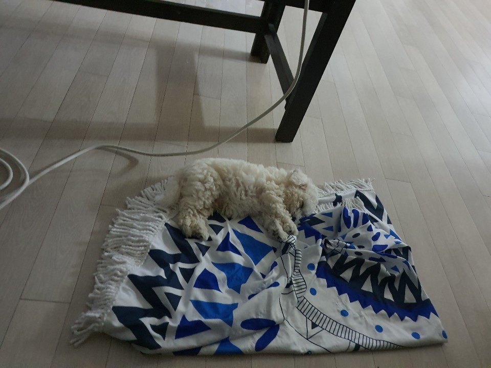 꼬마꼬꼬 이미지