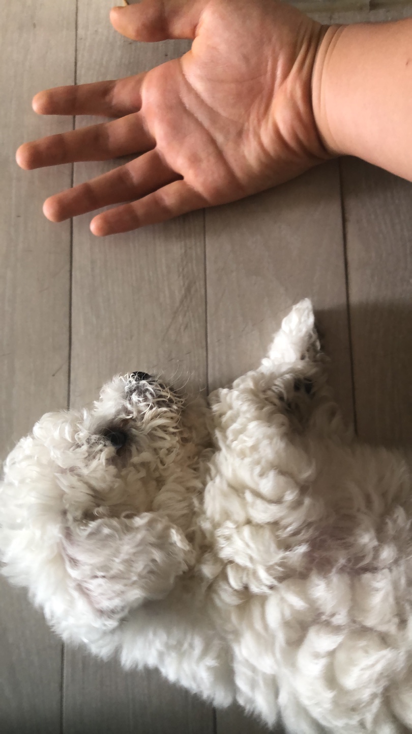 꼬마꼬꼬 이미지