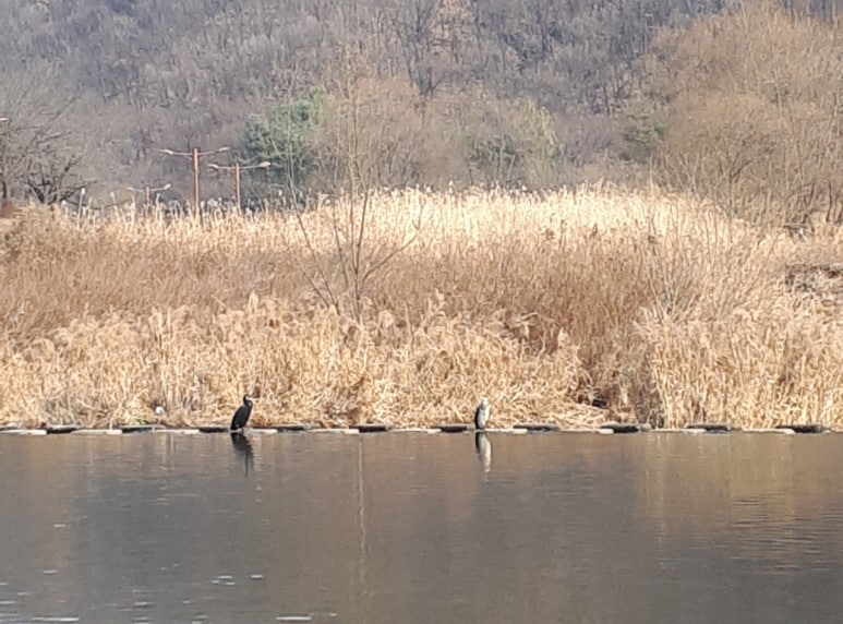 오소호 이미지