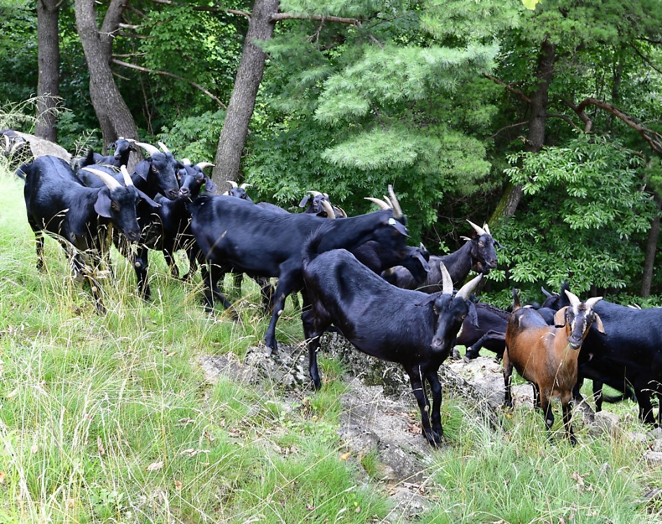 지리산흑염소 이미지