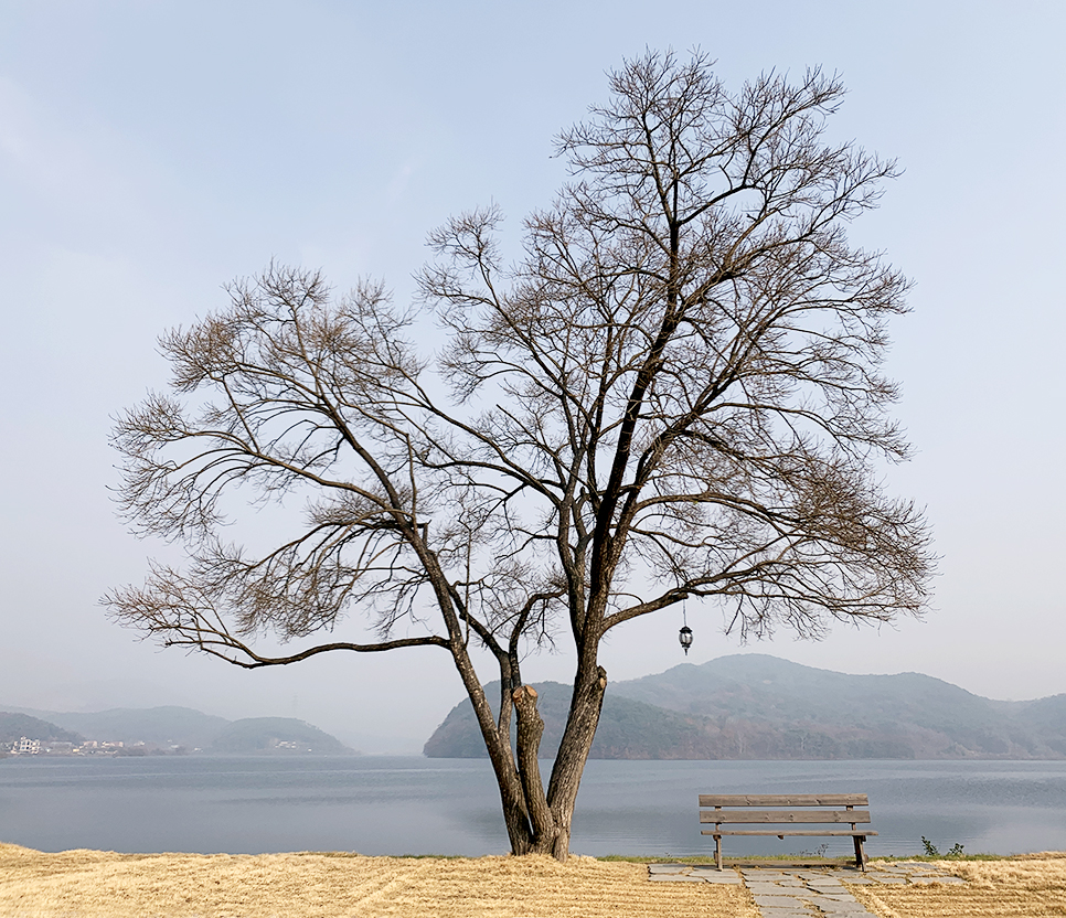 카페나무 이미지