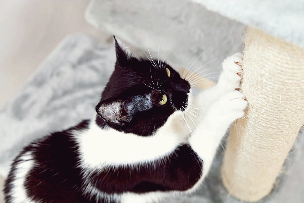스키타는고양이 이미지