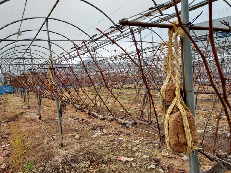 리메주 이미지