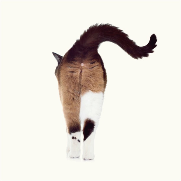 스키타는고양이 이미지
