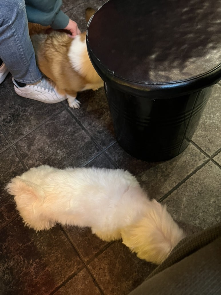 나나포차 이미지