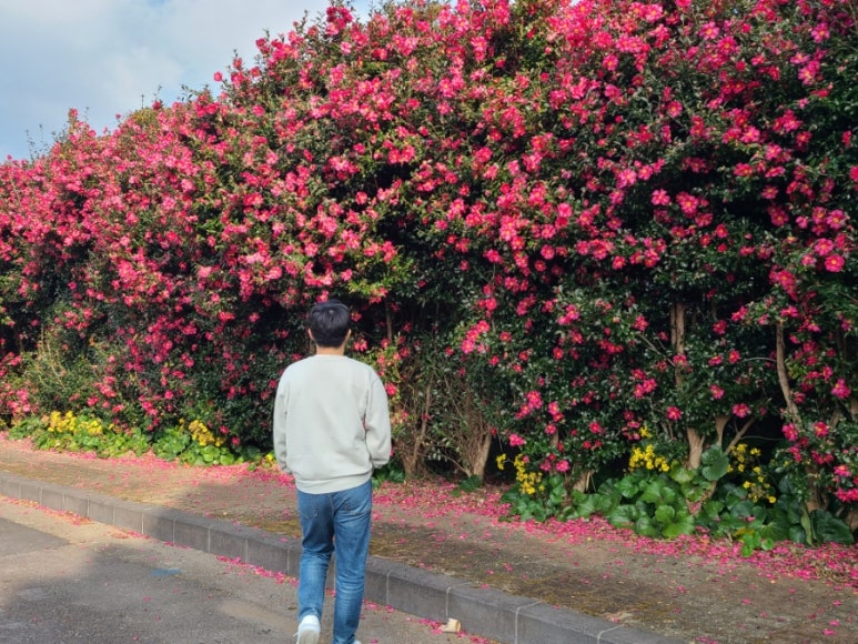 차보스케 이미지