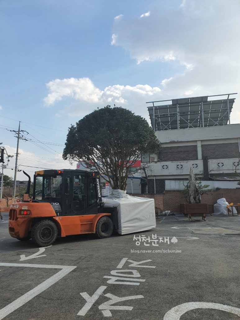 성천분재 이미지