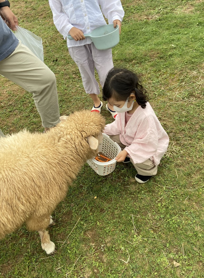 법인울산양떼목장 이미지