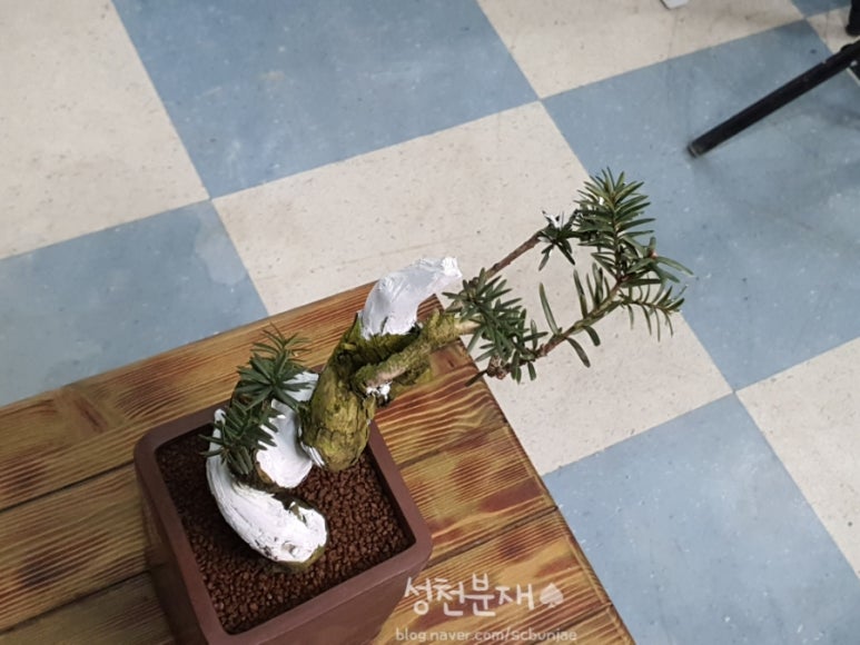 성천분재 이미지
