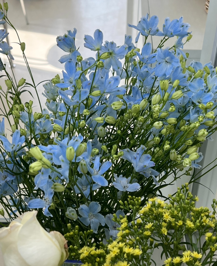 본비플레르 이미지