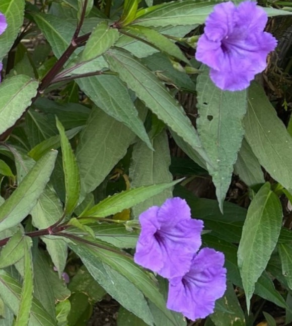청림화분 이미지