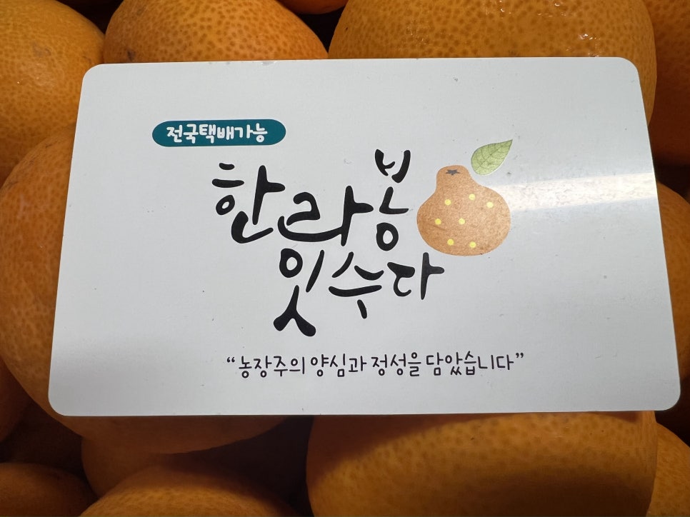 한라봉 잇수다 이미지