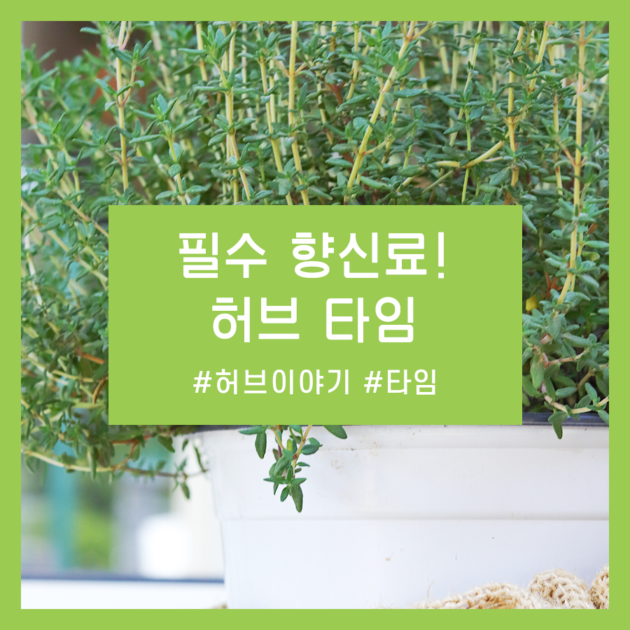 허브타임 이미지