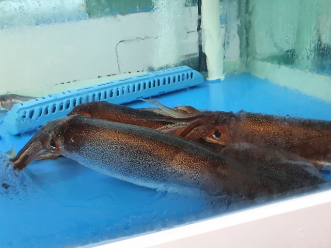 해살이 이미지