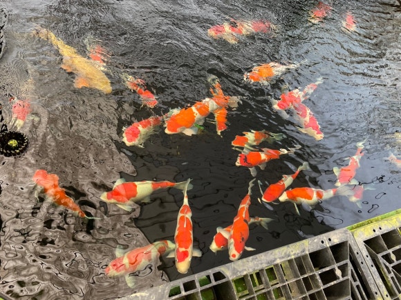 비단지음 이미지