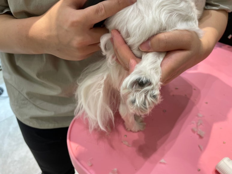 독스힐 이미지