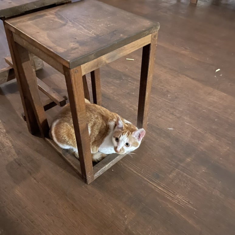 카페연화 이미지