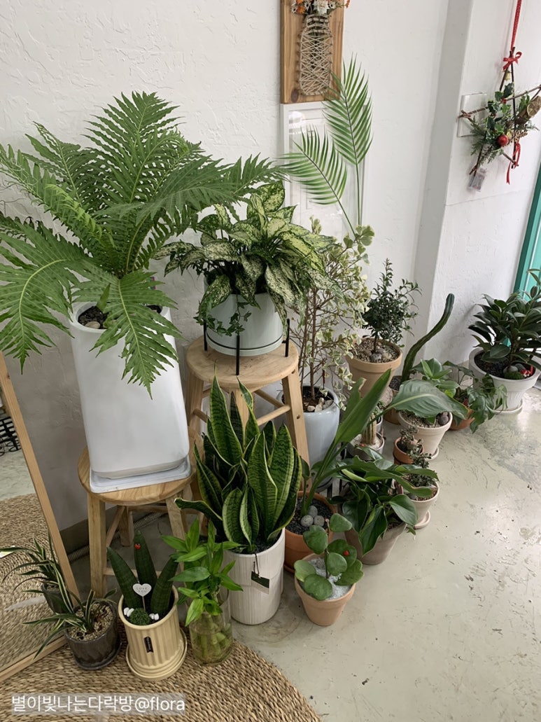 데이즈인블룸 이미지