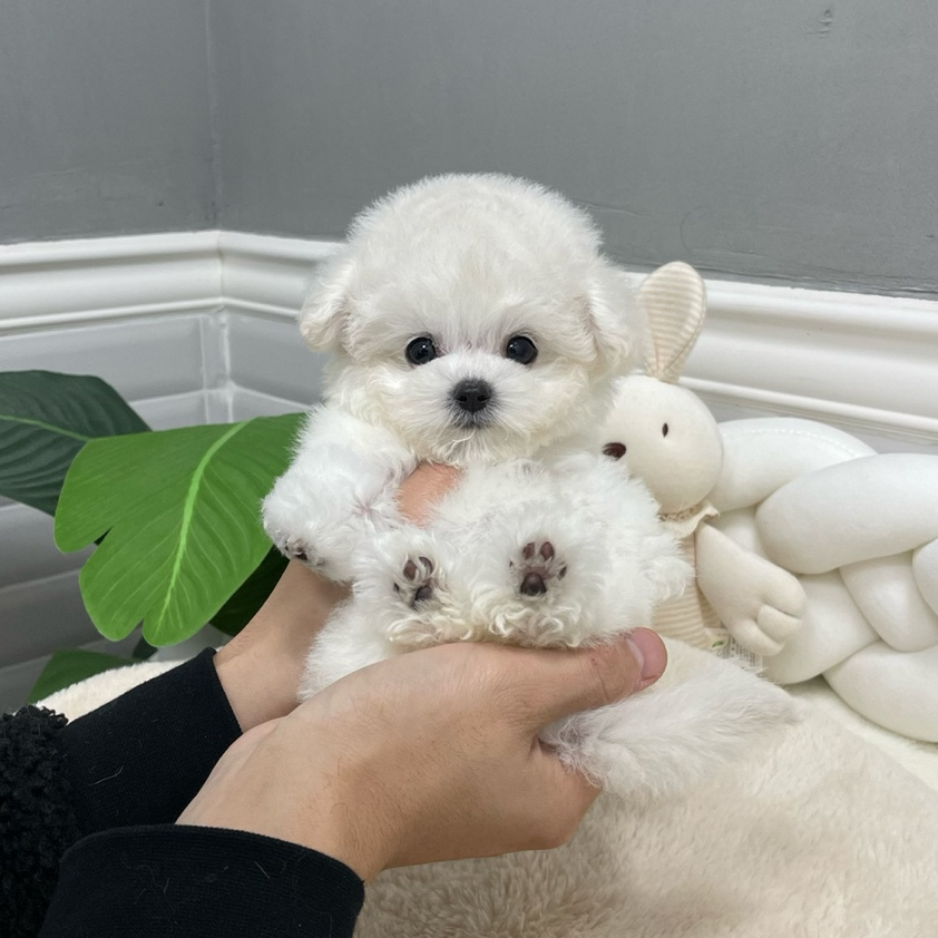 (주) 블러썸 이미지