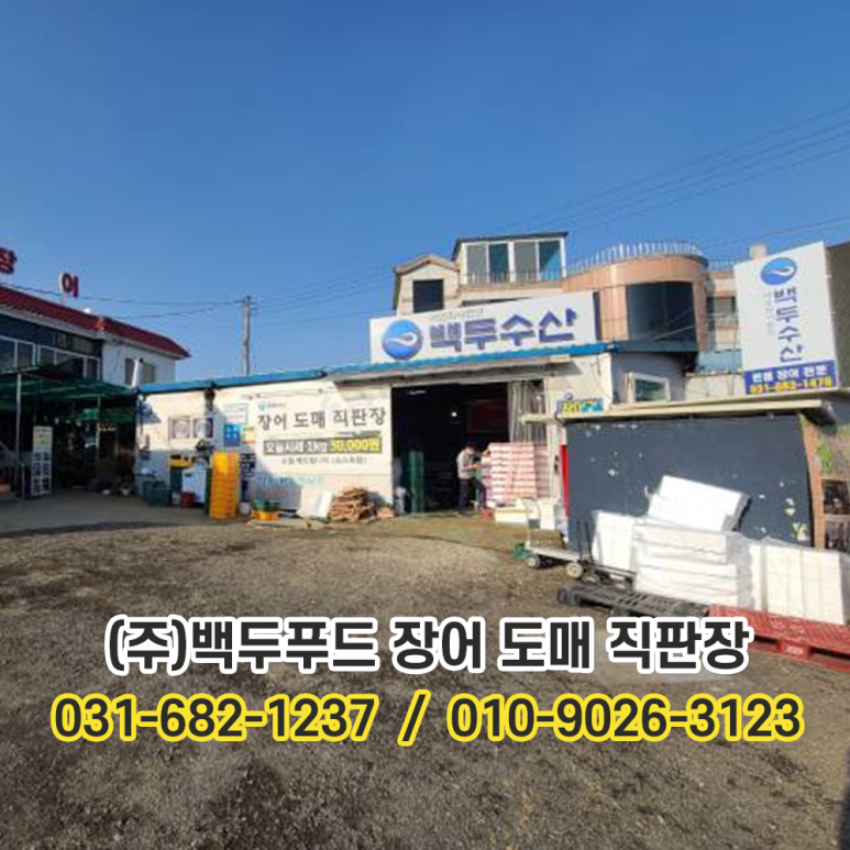 황실장어 이미지