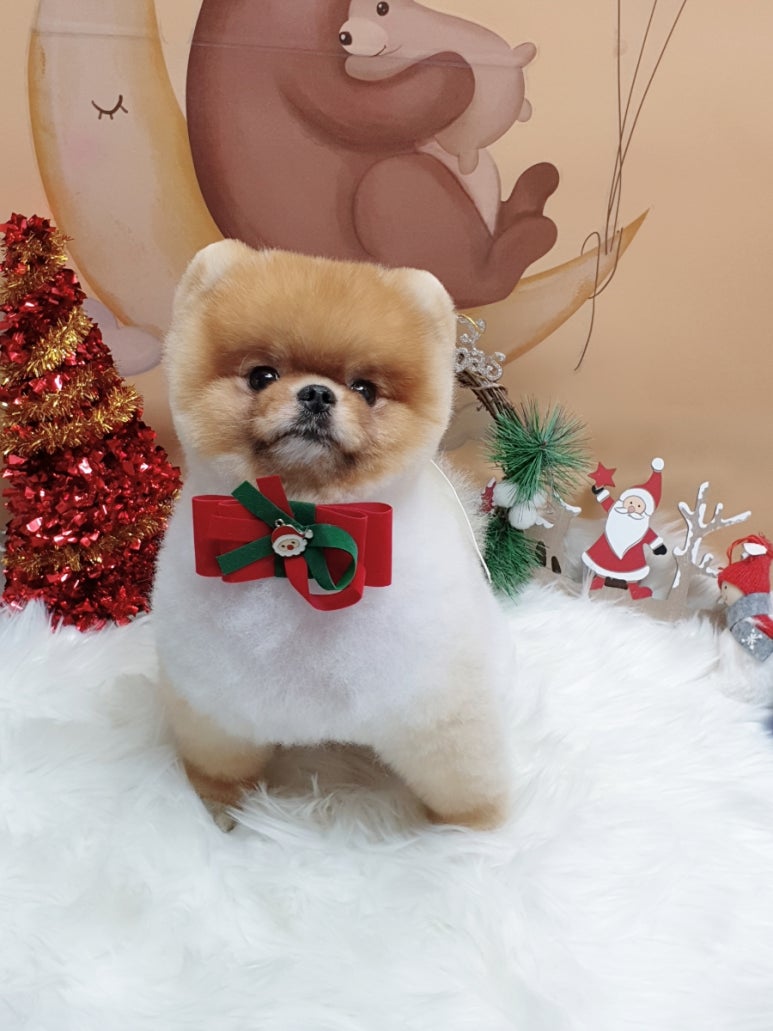 더헤리 이미지