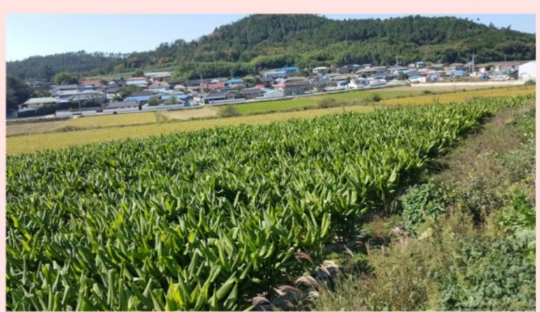 (주)진도울금 이미지