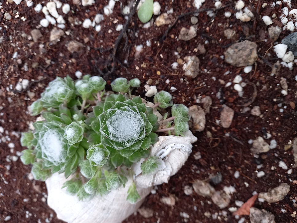 마실다육 이미지