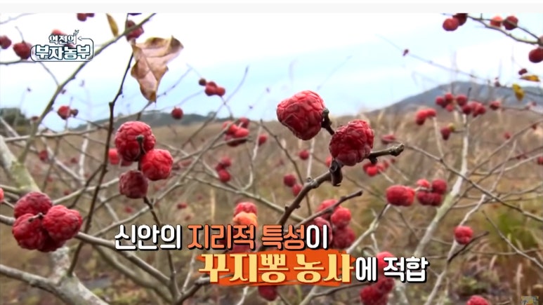 신안꾸지뽕나무영농조합법인 이미지