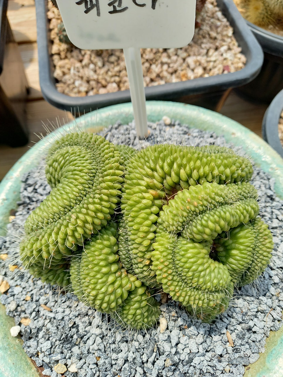 마실다육 이미지