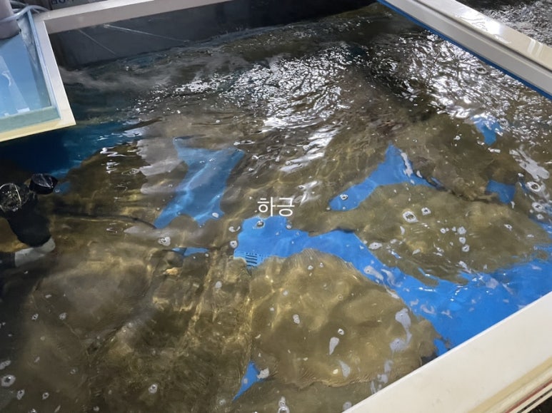 백김치새싹막회 이미지
