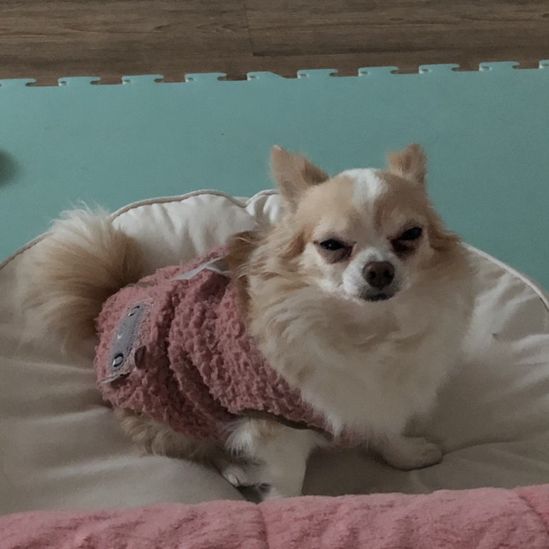 경대튀김 이미지
