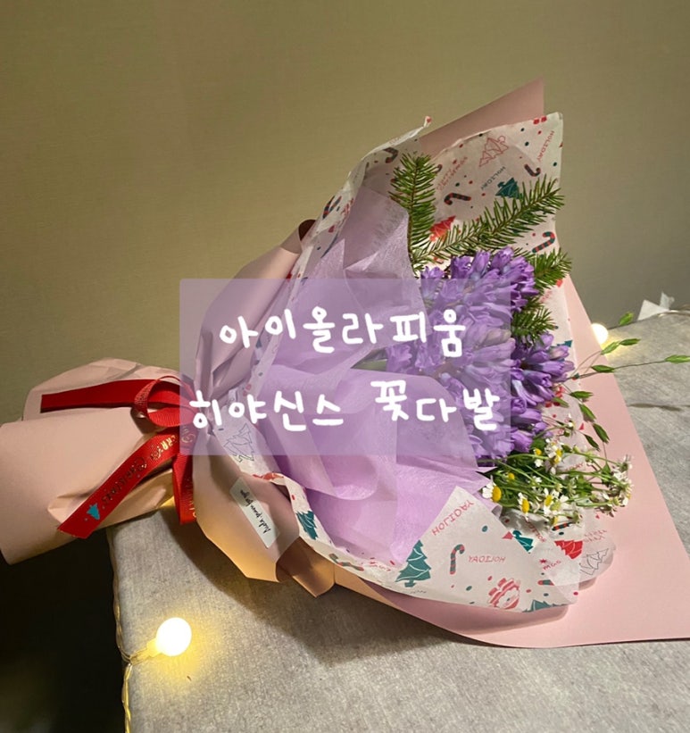 아이올라피움 이미지