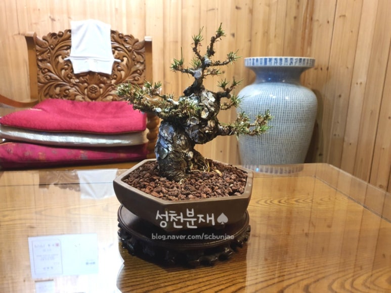 성천분재 이미지