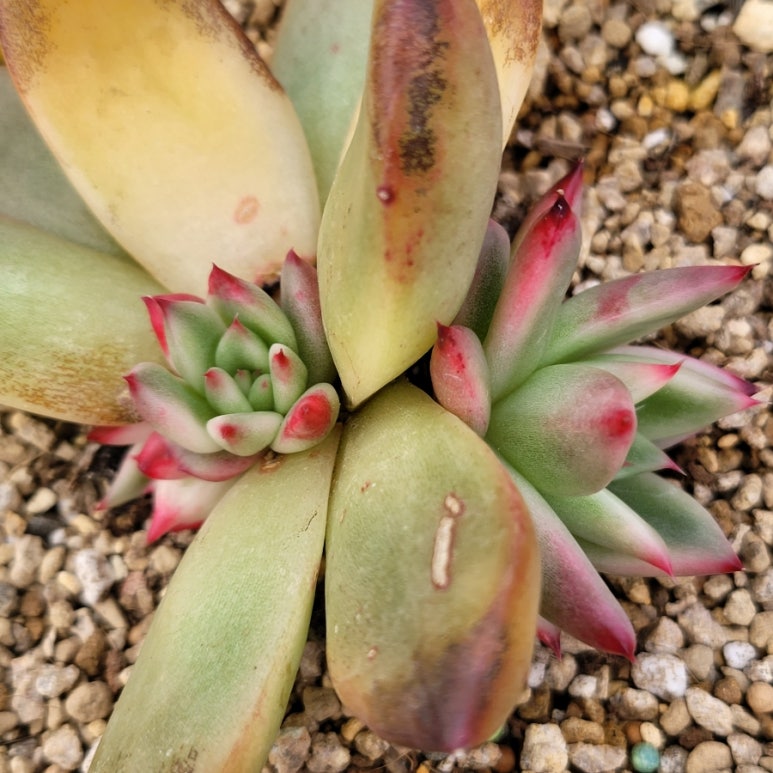 죠세핀 이미지