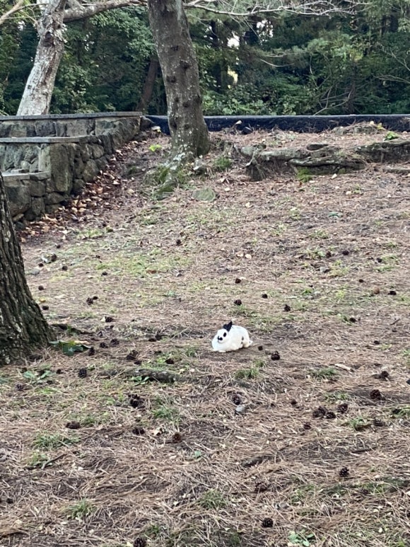 배달삼겹당근돼지 이미지