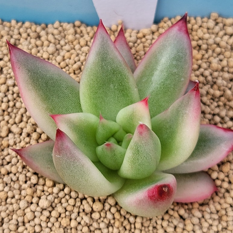 죠세핀 이미지