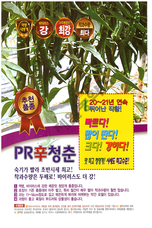 청춘고추 이미지
