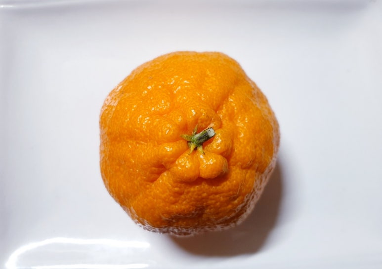 세진농원 이미지