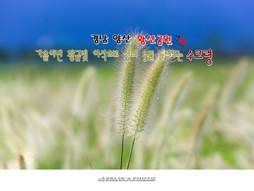 황금이삭 이미지