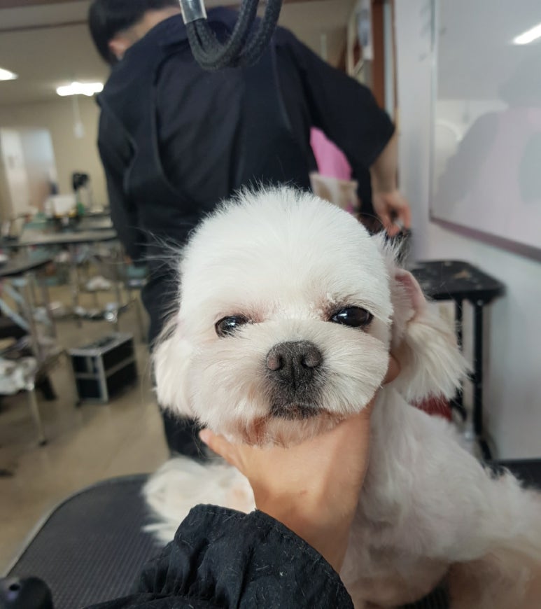 베스트강북애견미용학원 이미지