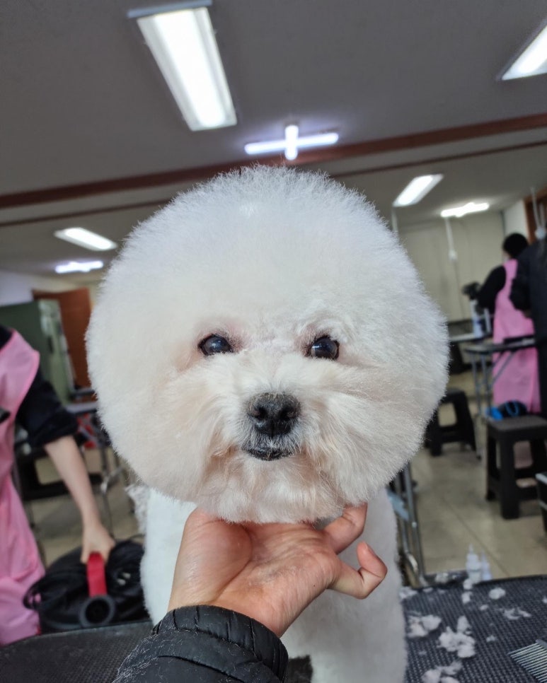 베스트강북애견미용학원 이미지
