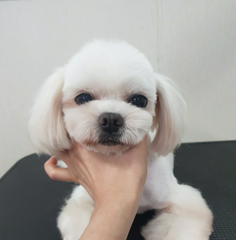 베스트강북애견미용학원 이미지