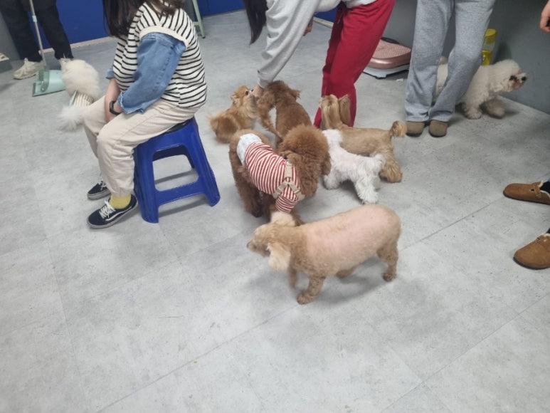 구미펫직업훈련학원 이미지