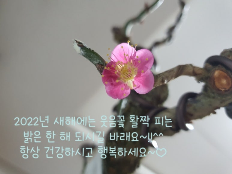 성천분재 이미지