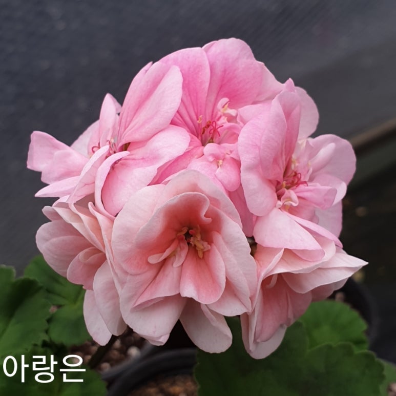 점점점 이미지