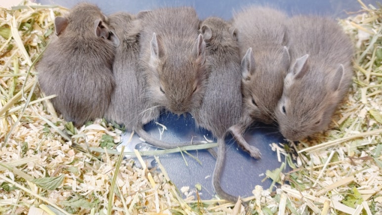 블루프렌즈 이미지