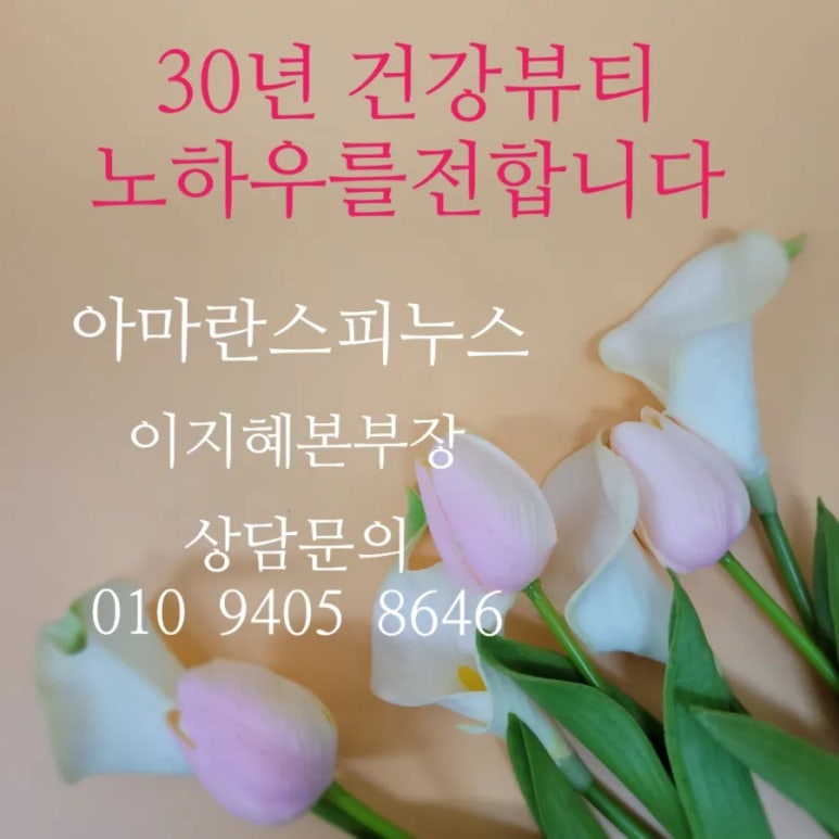 피누스스토어 일류 이미지